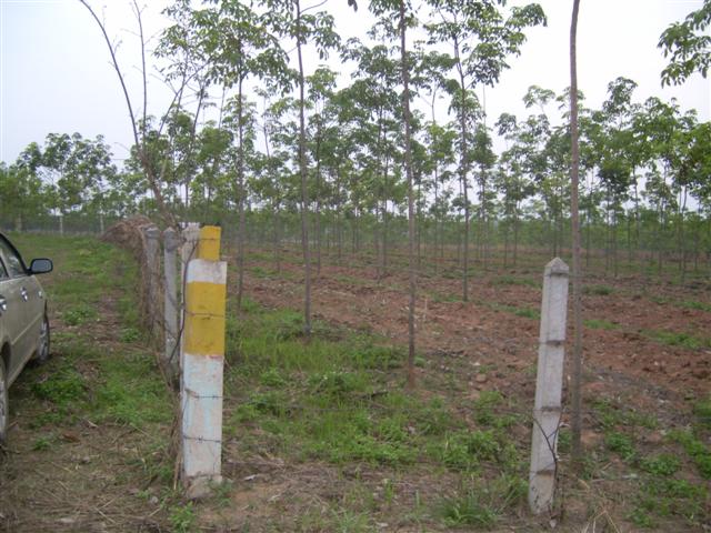 สวนยางโฉนด 36 ไร่พะเยา(Plot 36 rai of rubber plantations Phayao)  รูปที่ 4