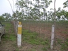 รูปย่อ สวนยางโฉนด 36 ไร่พะเยา(Plot 36 rai of rubber plantations Phayao)  รูปที่4