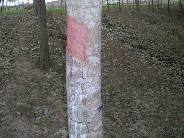 สวนยางพะเยา 33 ไร่(เปิดแล้ว)(Phayao, rubber 33 Rai.Opening) รูปที่ 3