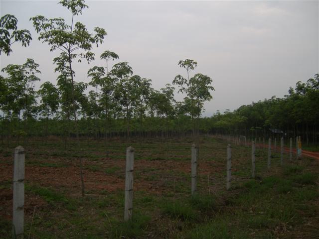 สวนยางโฉนด 36 ไร่พะเยา(Plot 36 rai of rubber plantations Phayao)  รูปที่ 3