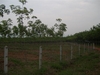 รูปย่อ สวนยางโฉนด 36 ไร่พะเยา(Plot 36 rai of rubber plantations Phayao)  รูปที่3