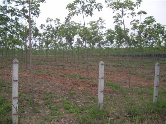 สวนยางโฉนด 36 ไร่พะเยา(Plot 36 rai of rubber plantations Phayao)  รูปที่ 2