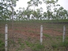รูปย่อ สวนยางโฉนด 36 ไร่พะเยา(Plot 36 rai of rubber plantations Phayao)  รูปที่2