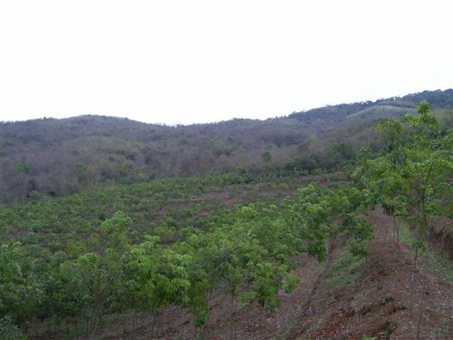 สวนยางเชียงราย โฉนด 113 ไร่(Rubber Chiang Rai plot 113 Rai) รูปที่ 4