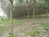 รูปย่อ สวนยาง 110 ไร่ โฉนดพะเยา(Rubber 110 rai plot Phayao)  รูปที่1