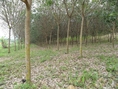 สวนยาง 110 ไร่ โฉนดพะเยา(Rubber 110 rai plot Phayao) 