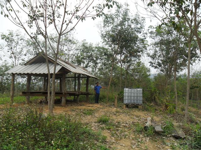 สวนยาง 110 ไร่ โฉนดพะเยา(Rubber 110 rai plot Phayao)  รูปที่ 7