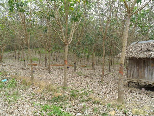 สวนยาง 110 ไร่ โฉนดพะเยา(Rubber 110 rai plot Phayao)  รูปที่ 2