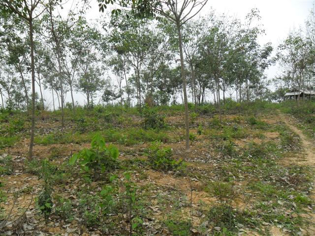 สวนยาง 110 ไร่ โฉนดพะเยา(Rubber 110 rai plot Phayao)  รูปที่ 5