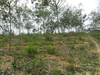 รูปย่อ สวนยาง 110 ไร่ โฉนดพะเยา(Rubber 110 rai plot Phayao)  รูปที่5