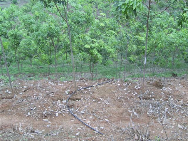 สวนยางเชียงราย โฉนด 113 ไร่(Rubber Chiang Rai plot 113 Rai) รูปที่ 5