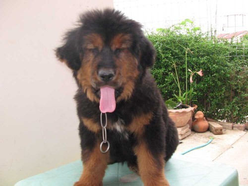 ทิเบตัน มาสทิฟฟ์ Tibetan Mastiff ขายลูกสุนัขทิเบต รูปที่ 1