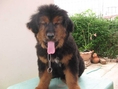 ทิเบตัน มาสทิฟฟ์ Tibetan Mastiff ขายลูกสุนัขทิเบต