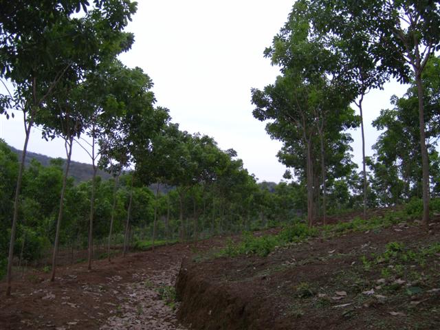 สวนยางเชียงราย โฉนด 113 ไร่(Rubber Chiang Rai plot 113 Rai) รูปที่ 3