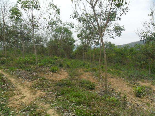 สวนยาง 110 ไร่ โฉนดพะเยา(Rubber 110 rai plot Phayao)  รูปที่ 6