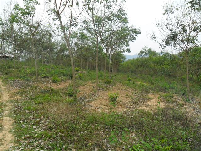สวนยาง 110 ไร่ โฉนดพะเยา(Rubber 110 rai plot Phayao)  รูปที่ 4
