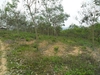 รูปย่อ สวนยาง 110 ไร่ โฉนดพะเยา(Rubber 110 rai plot Phayao)  รูปที่4