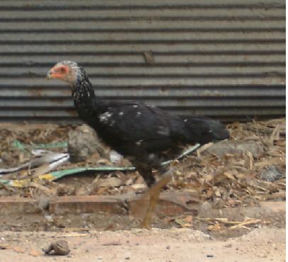ขายแม่พันธุ์ไก่ชนพม่าม้าล่อ, ป่าก๋อย !! รูปที่ 3
