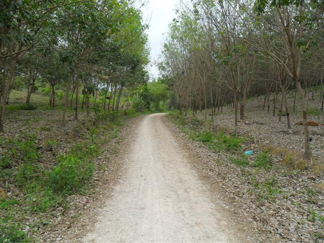 สวนยาง 110 ไร่ โฉนดพะเยา(Rubber 110 rai plot Phayao)  รูปที่ 3