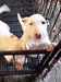 รูปย่อ ขายลูกบลูเทอร์เรีย ลูกไทยแชมป์มีใบเพ็ด Bull terrier puppy for sell ส่งฟรีทั่วประเทศ รูปที่4