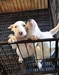 รูปย่อ ขายลูกบลูเทอร์เรีย ลูกไทยแชมป์มีใบเพ็ด Bull terrier puppy for sell ส่งฟรีทั่วประเทศ รูปที่3