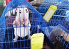 รูปย่อ ขายลูกบลูเทอร์เรีย ลูกไทยแชมป์มีใบเพ็ด Bull terrier puppy for sell ส่งฟรีทั่วประเทศ รูปที่1
