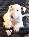 รูปย่อ ขายลูกบลูเทอร์เรีย ลูกไทยแชมป์มีใบเพ็ด Bull terrier puppy for sell ส่งฟรีทั่วประเทศ รูปที่5