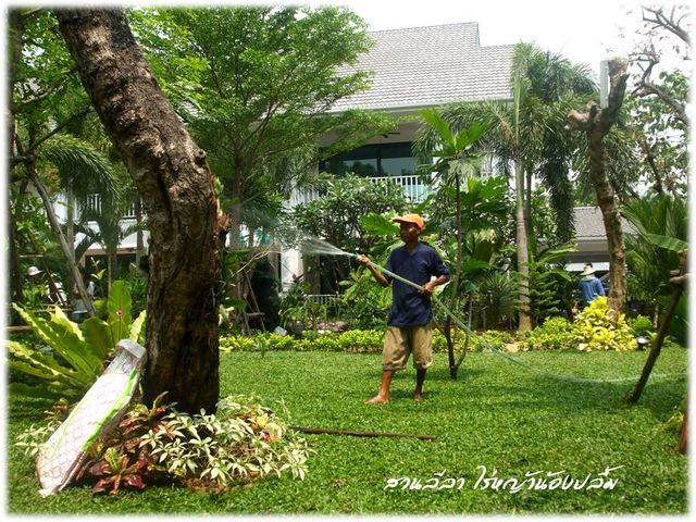 ปูหญ้า หญ้านวลน้อย หญ้ามาเล หญ้าญี่ปุ่น รูปที่ 4