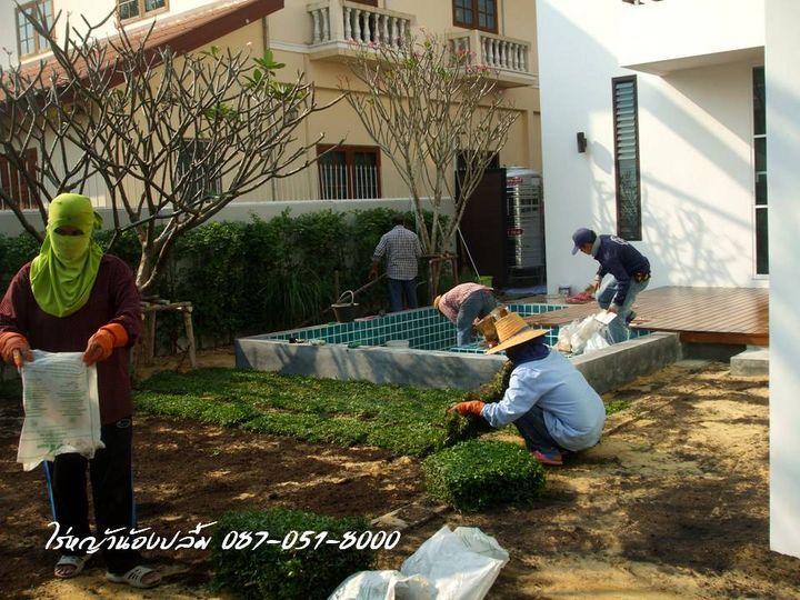 ปูหญ้า หญ้านวลน้อย หญ้ามาเล หญ้าญี่ปุ่น รูปที่ 6