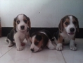 มาแล้ว!! ลูกบีเกิ้ล วัยพ้นอันตราย^^ 3 สี มีผู้ 1 เมีย 2 มาร์กิ้งสวยครบทุกตัว ราคาโดนๆๆ 5500 บาท