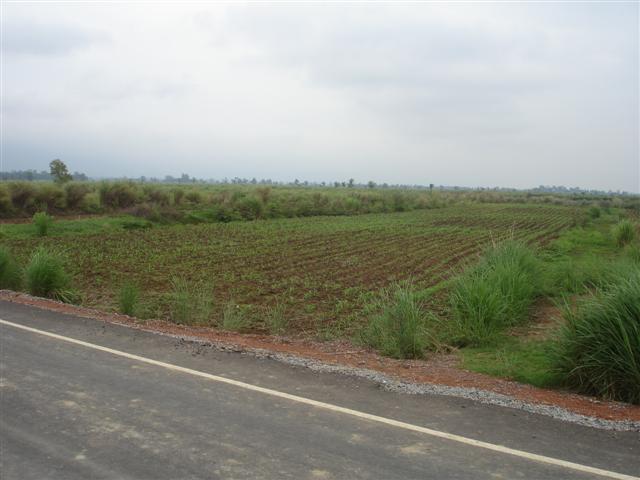 ที่นาพญาเม็งราย 2,000 - 3,500 ไร่ เชียงราย(Paddy Phaya Meng Rai Chiang Rai)  รูปที่ 6