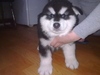 รูปย่อ Alaskan Malamute Puppy (Giant Breed)For Sale In Thailand By Dogs Wonderland  รูปที่2