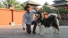 รูปย่อ Alaskan Malamute Puppy (Giant Breed)For Sale In Thailand By Dogs Wonderland  รูปที่5