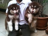 รูปย่อ Alaskan Malamute Puppy (Giant Breed)For Sale In Thailand By Dogs Wonderland  รูปที่4