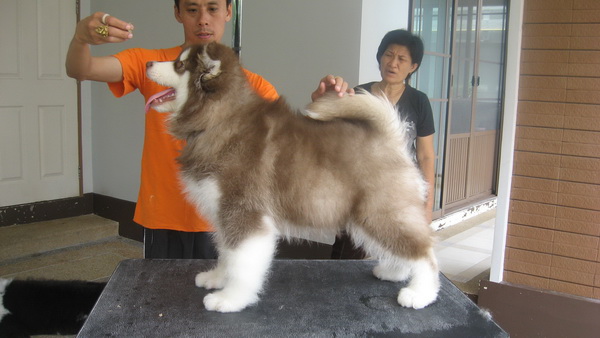 Alaskan Malamute Puppy (Giant Breed)For Sale In Thailand By Dogs Wonderland  รูปที่ 1
