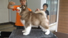 รูปย่อ Alaskan Malamute Puppy (Giant Breed)For Sale In Thailand By Dogs Wonderland  รูปที่1