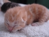 รูปย่อ ขายลูกแมวอเมริกันชอร์ตแฮร์สีส้ม รูปที่1
