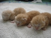รูปย่อ ขายลูกแมวอเมริกันชอร์ตแฮร์สีส้ม รูปที่5