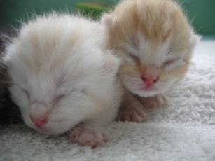ขายลูกแมวอเมริกันชอร์ตแฮร์สีส้ม รูปที่ 4