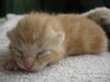 รูปย่อ ขายลูกแมวอเมริกันชอร์ตแฮร์สีส้ม รูปที่4
