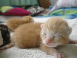 ขายลูกแมวอเมริกันชอร์ตแฮร์สีส้ม รูปที่ 7