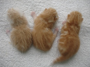 ขายลูกแมวอเมริกันชอร์ตแฮร์สีส้ม รูปที่ 2