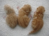 รูปย่อ ขายลูกแมวอเมริกันชอร์ตแฮร์สีส้ม รูปที่2
