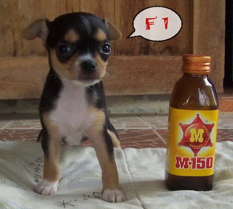 น้องชิวาวาตัวจิ๋วขนสั้นพันธุ์แท้น่ารักมากๆTel. 0827609665 รูปที่ 6