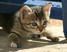 รูปย่อ แจกฟรี! ลูกแมวไทย อายุ 1 เดือนกว่าๆ น่ารักมากๆๆ รูปที่3