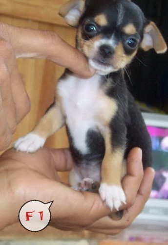 น้องชิวาวาตัวจิ๋วขนสั้นพันธุ์แท้น่ารักมากๆTel. 0827609665 รูปที่ 4