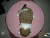 รูปย่อ ขายลูกสุนัข ชิสุห์ 3 สี 3 ตอน ไซส์เล็ก ลูกโทน อายุ 45 วัน เจ้าของขายเอง ต้องการผู้ที่รักสุนัขจริงๆ รูปที่3