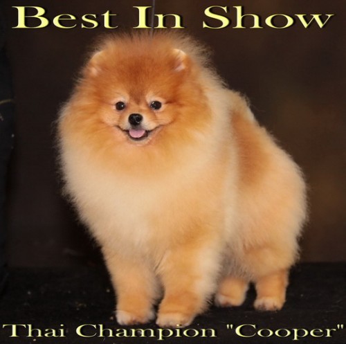 ปอมเมอเรเนี่ยน Best In Show รูปที่ 1