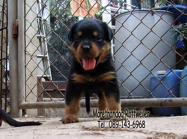 ขาย ลูก ร็อตไวเลอร์ (rottweiler) สายพันธุ์แท้ รับประกันคุณภาพ จากฟาร์มเอง มีประกัน รูปที่ 7