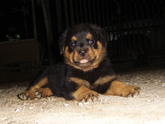 ขาย ลูก ร็อตไวเลอร์ (rottweiler) สายพันธุ์แท้ รับประกันคุณภาพ จากฟาร์มเอง มีประกัน รูปที่ 4